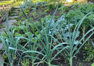 Garten für Alle